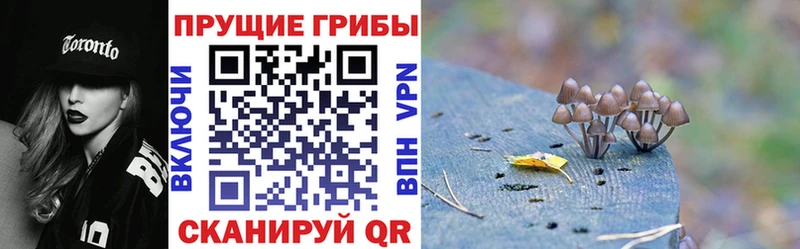 Псилоцибиновые грибы Psilocybe  Кирсанов 
